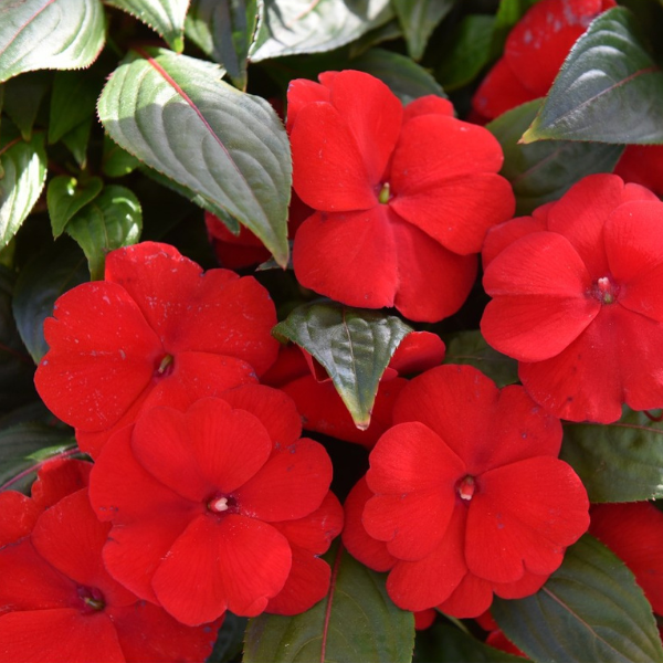 New Guinea impatiens hawkerii 'Petticoat Dark Red'