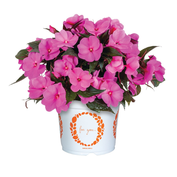 New Guinea impatiens hawkerii 'Petticoat Lavender'