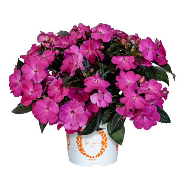 New Guinea impatiens hawkerii 'Petticoat Lilac'
