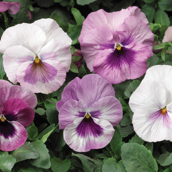 Pansy viola x wittrockiana 'Delta Classic Pink Shades'