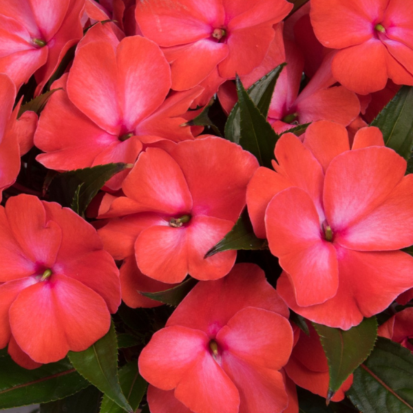 New Guinea impatiens hawkerii 'Petticoat Mango Swirl'
