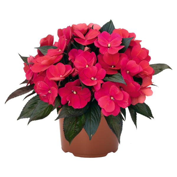 New Guinea impatiens hawkerii 'Petticoat Neon Night'