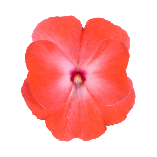 New Guinea impatiens hawkerii 'Petticoat Orange Orchid'