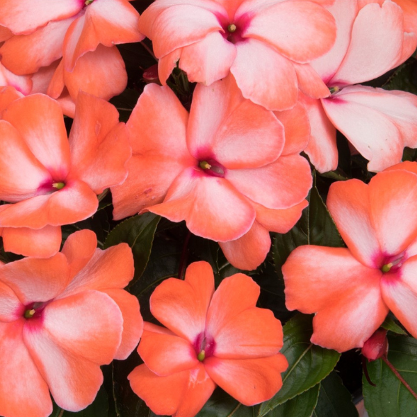 New Guinea impatiens hawkerii 'Petticoat Orange Swirl'