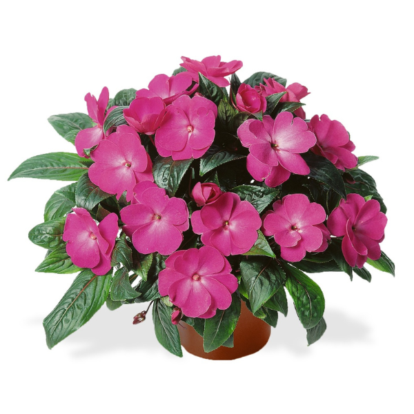 New Guinea impatiens hawkerii 'Petticoat Pink Charme'