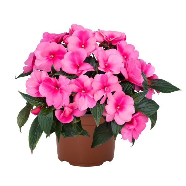 New Guinea impatiens hawkerii 'Petticoat Pink Punch'