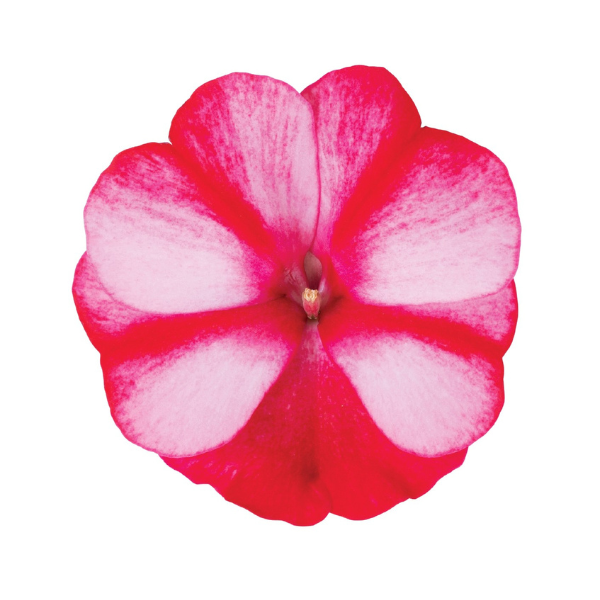 New Guinea impatiens hawkerii 'Petticoat Red Star'