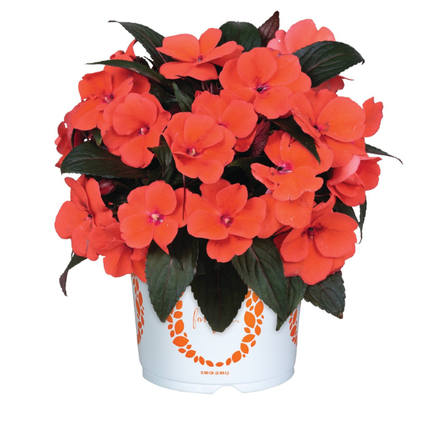 New Guinea impatiens hawkerii 'Petticoat Salmon Night'