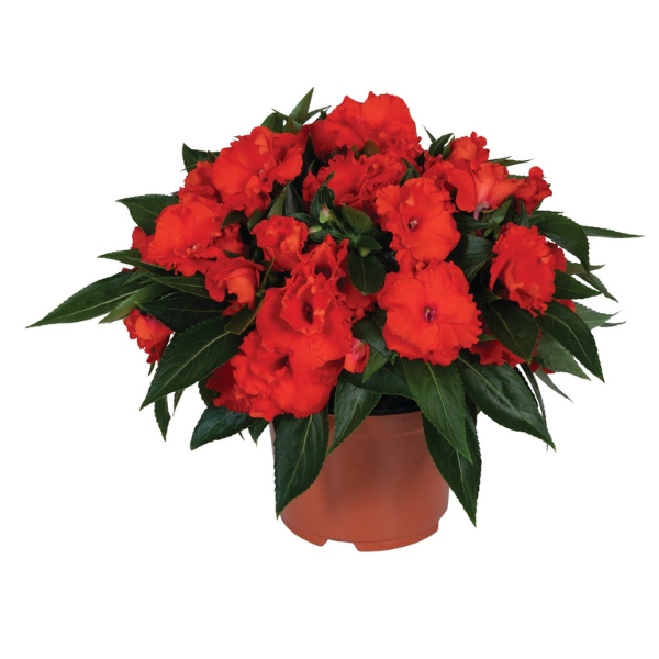 New Guinea impatiens hawkerii 'Rollercoaster Orangeya Shakin''