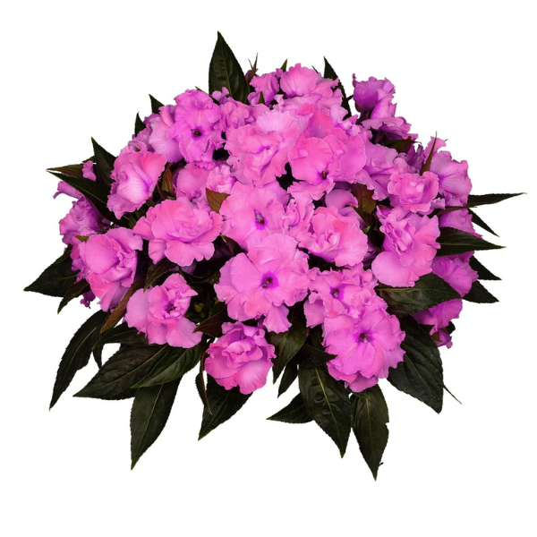 New Guinea impatiens hawkerii 'Rollercoaster Valravn Violet 2022'