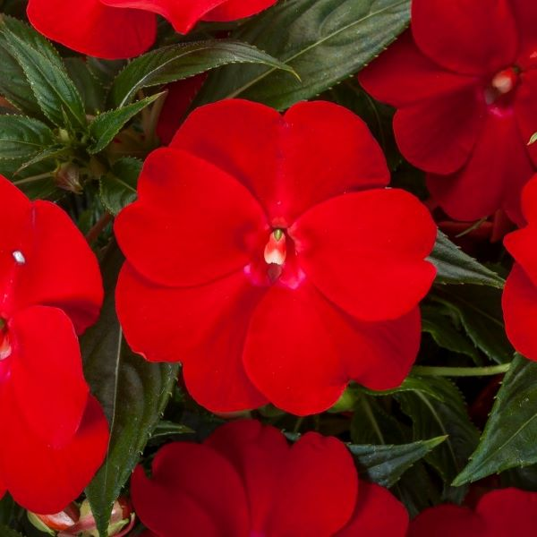 New Guinea impatiens hawkerii 'Spectra Bright Red'