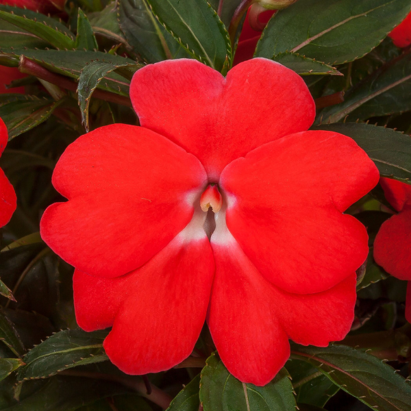 New Guinea impatiens hawkerii 'Spectra Orange Imp'