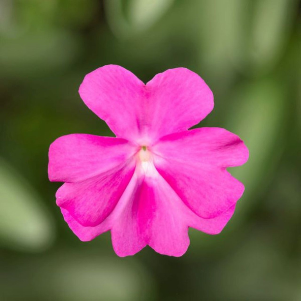 New Guinea impatiens hawkerii 'Spectra Pink'
