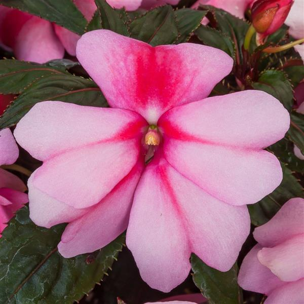 New Guinea impatiens hawkerii 'Spectra Pink Bicolor'