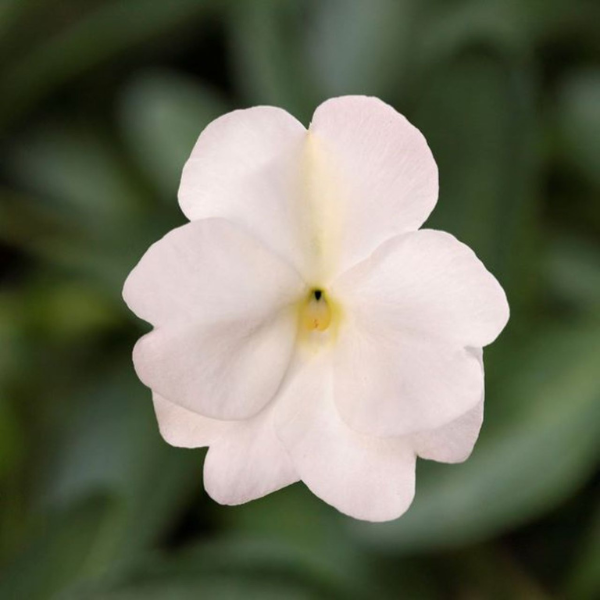 New Guinea impatiens hawkerii 'Spectra White'