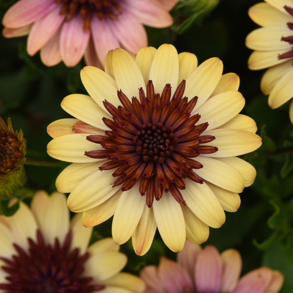 Osteospermum ecklonis '4D Harvest Moon'