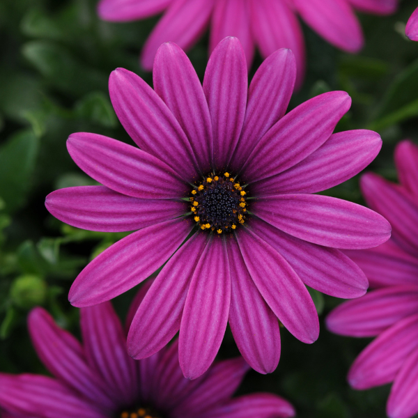 Osteospermum ecklonis 'Flower Power Compact Purple Red'