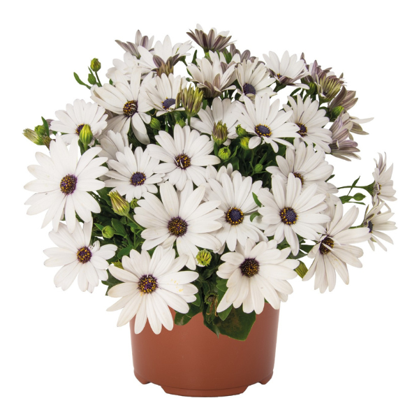 Osteospermum ecklonis 'Margarita Plus White'
