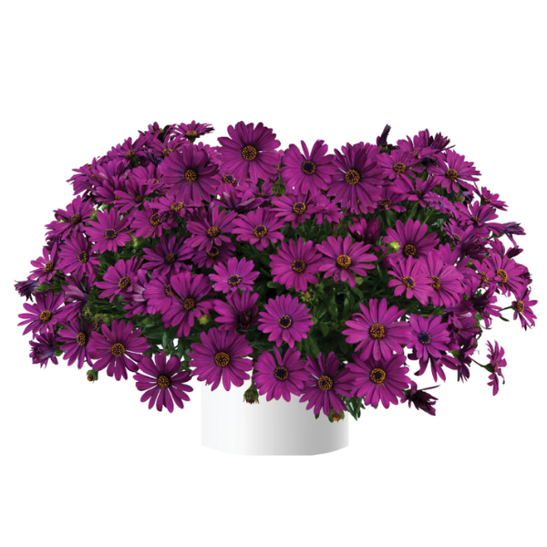 Osteospermum ecklonis 'Osticade Purple'