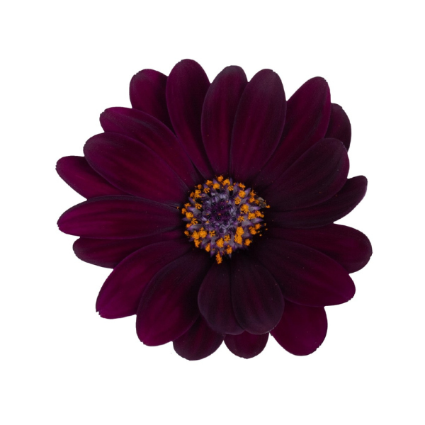 Osteospermum ecklonis 'Margarita Dark Purple'