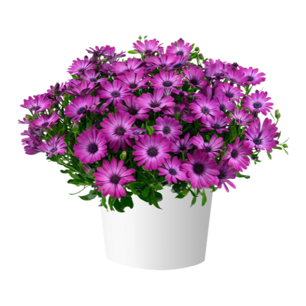 Osteospermum ecklonis 'Osticade Magenta'