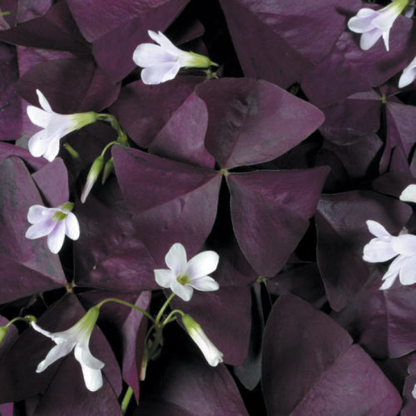 Oxalis triangularis 'Charmed Wine'