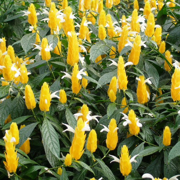 Pachystachys lutea 'Golden Shrimp Plant'