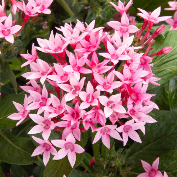 Pentas lanceolata 'Starcluster Cascade Pink Bicolor'