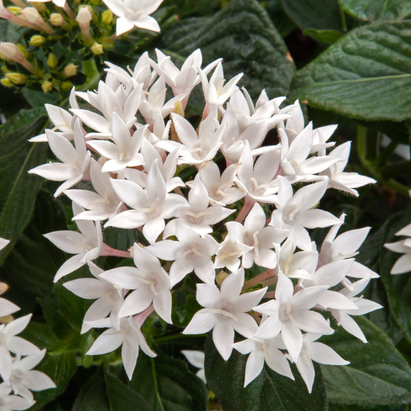 Pentas lanceolata 'Starcluster Cascade White'
