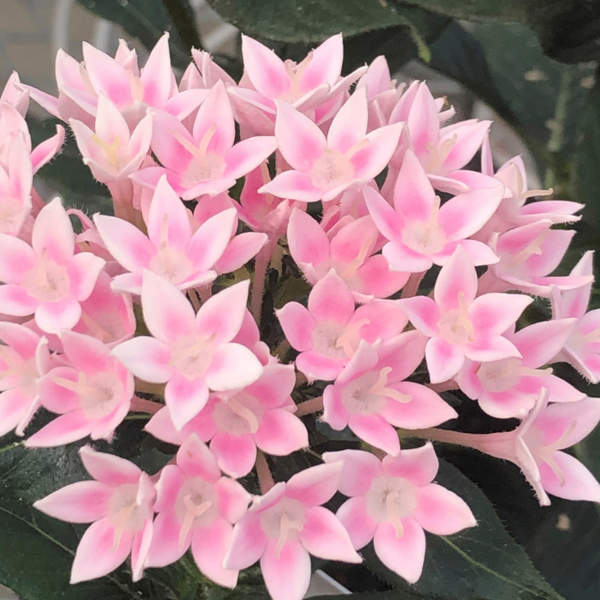 Pentas lanceolata 'Starcluster Light Pink'