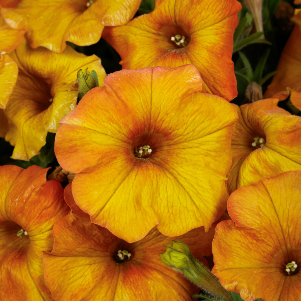 Petchoa hybrida 'SuperCal Premium Sunset Orange'