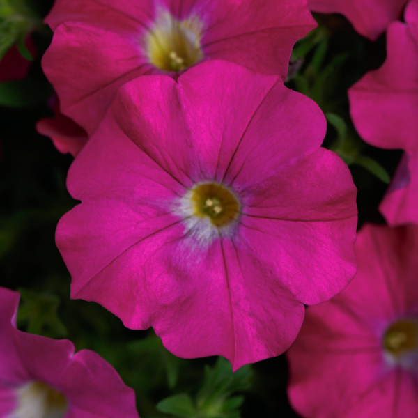 Petchoa hybrida 'SuperCal Rose'