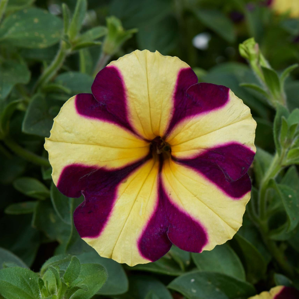 Petunia hybrida Amore Heart & Soul