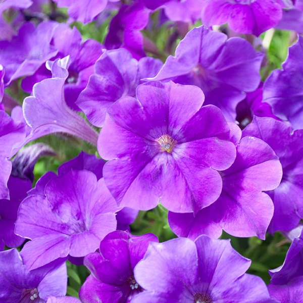 Petunia hybrida 'Blanket Blue'