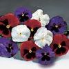 Pansy Viola X Wittrockiana 'Delta Spirit Mix'