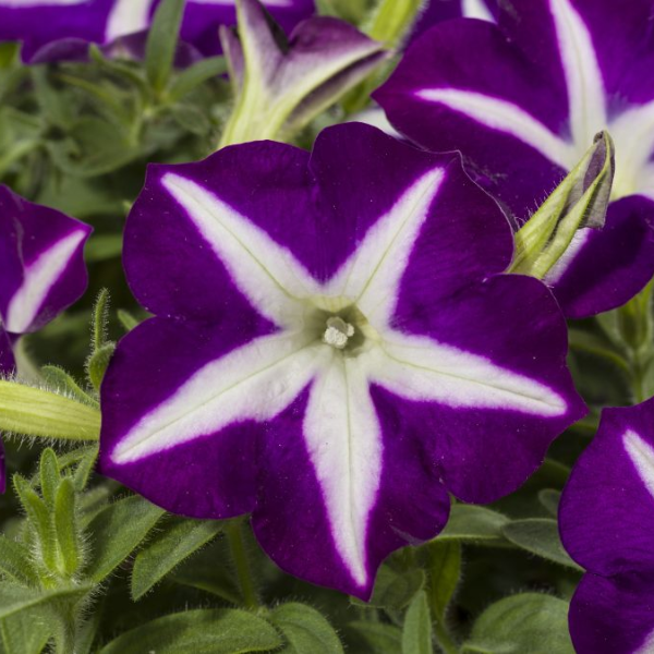 Petunia hybrida 'Blanket Blue Star'