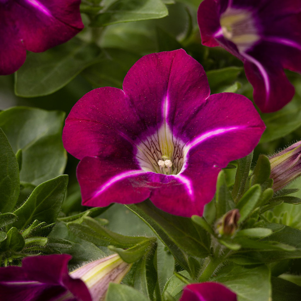 Petunia hybrida 'Blanket Merlot'