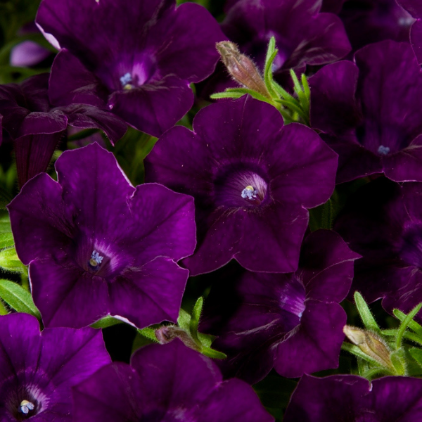 Petunia hybrida 'Blanket Midnight Velvet'