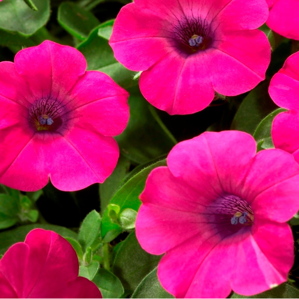 Petunia hybrida 'Blanket Purple'