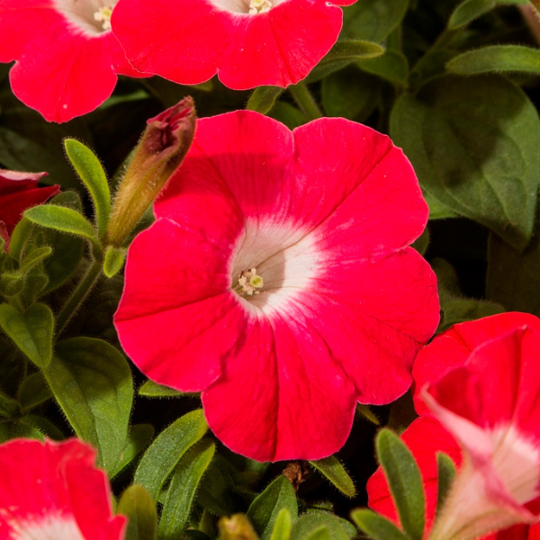 Petunia hybrida 'Blanket Red'