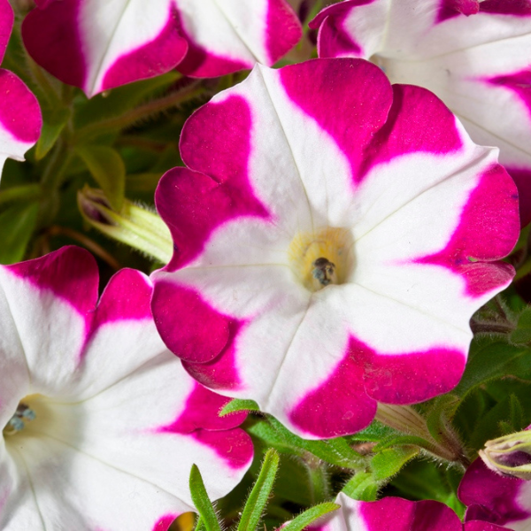 Petunia hybrida 'Blanket Rose Star'