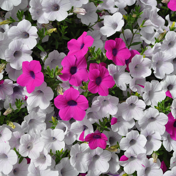 Petunia hybrida 'Blanket Silver Surprise'