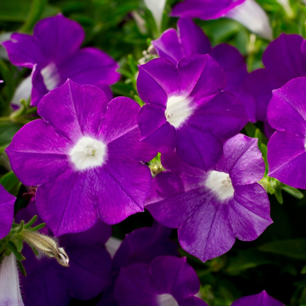 Petunia hybrida 'Blanket Violet'