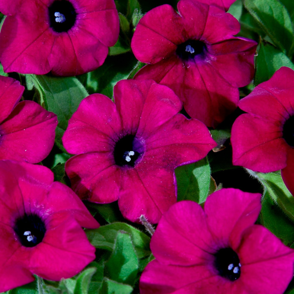 Petunia hybrida 'Blanket Zinfandel'