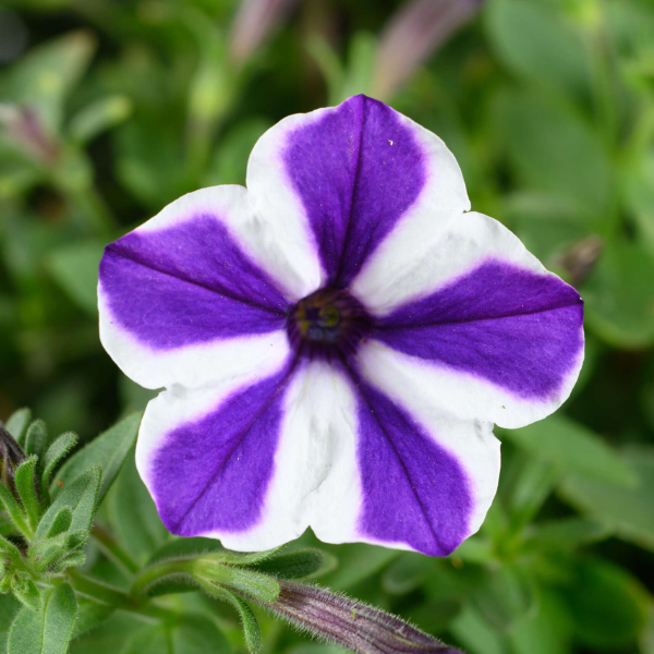 Petunia hybrida 'Blue Diamond'
