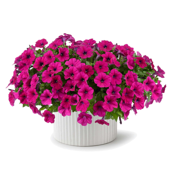 Petunia hybrida 'Capella Burgundy'