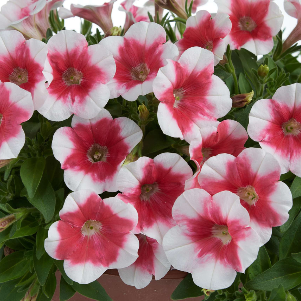 Petunia hybrida 'Capella Cherry Vanilla'