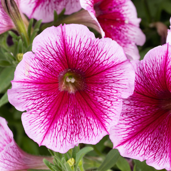 Petunia hybrida 'Capella Fuchsia Lace'