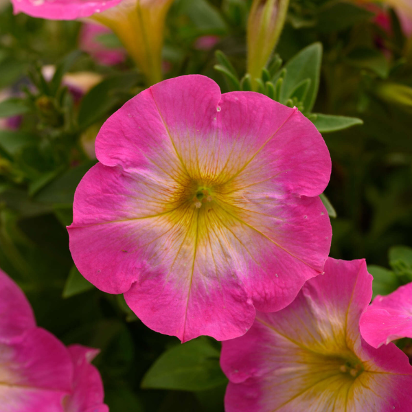 Petunia hybrida 'Capella Pink Morn'