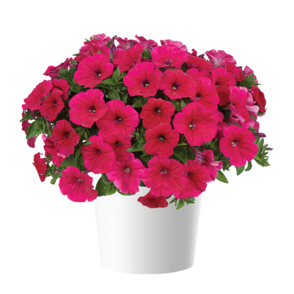 Petunia hybrida 'Cascadias Fuchsia'